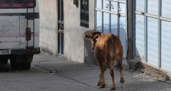 Siverek'te Kaçan Danayı Çocuklar Yakaladı