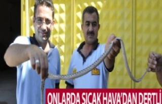 Onlarda Sıcak Hava'dan Dertli