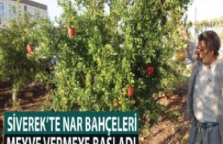 Yeni Nar Bahçeleri Meyve Vermeye Başladı