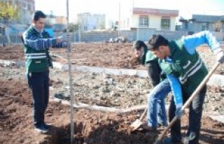 Siverek Belediyesinden Ağaçlandırma Çalışması