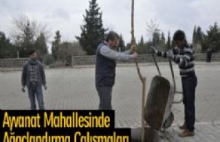 Ayvanat Mahallesine Ağaçlandırma Çalışmaları...