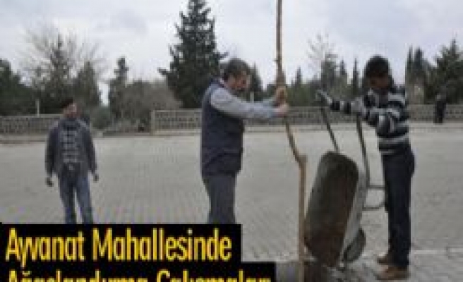 Ayvanat Mahallesine Ağaçlandırma Çalışmaları Başladı